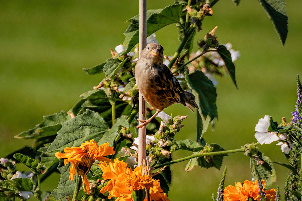 117949752_3266309616791890_3468257146054915943_o (1)