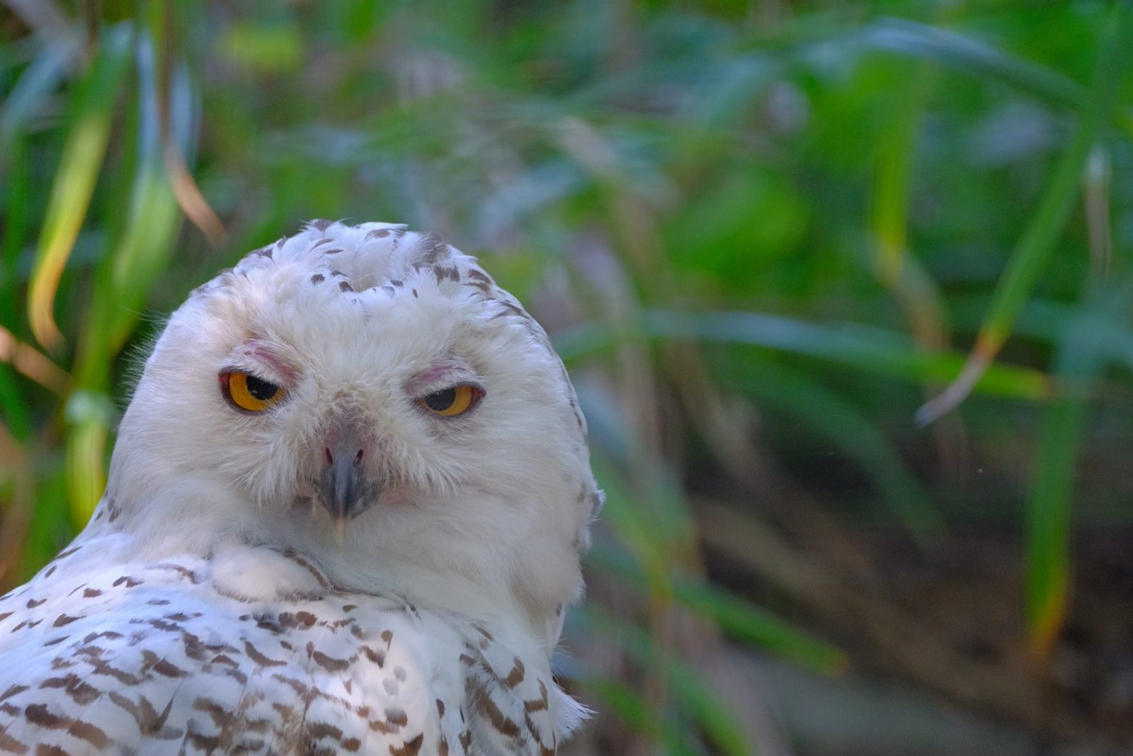 118009385_729668064546060_3006513842006087733_o