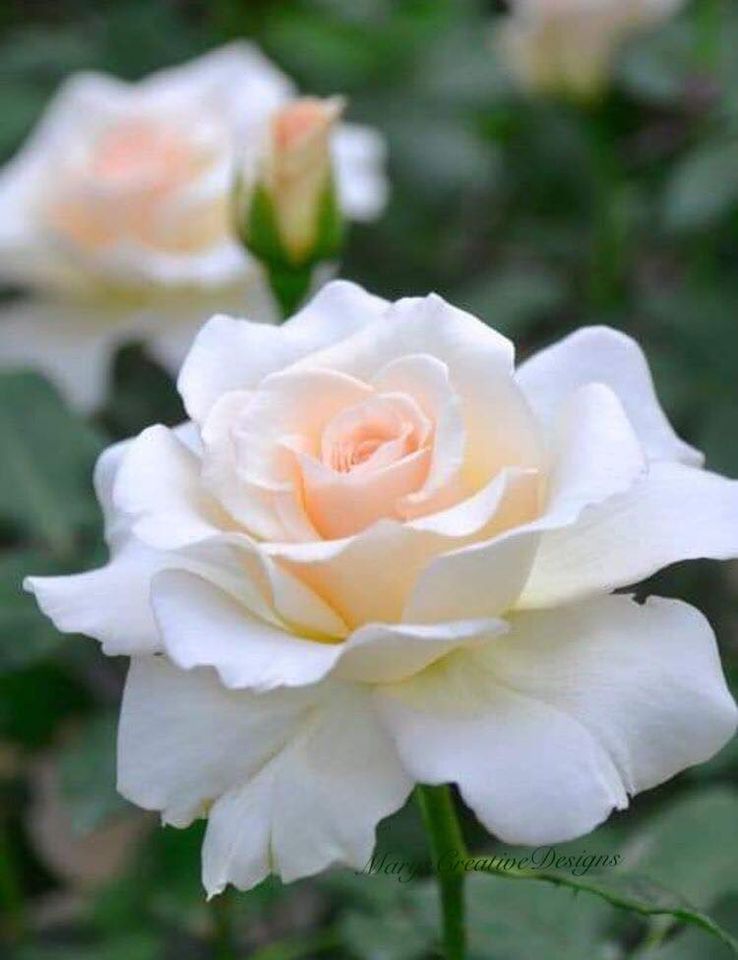 119554960_2722374851333648_5989639724181208230_o