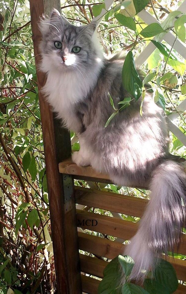 119676526_2723609737876826_3982815796574012646_o