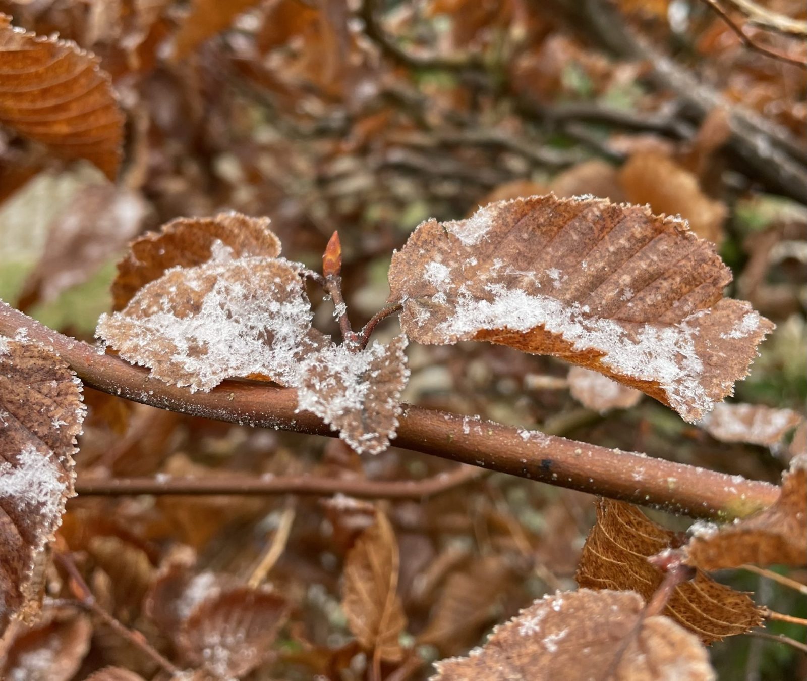 119D479D-1B09-4203-BDD2-A345BF5B82EF