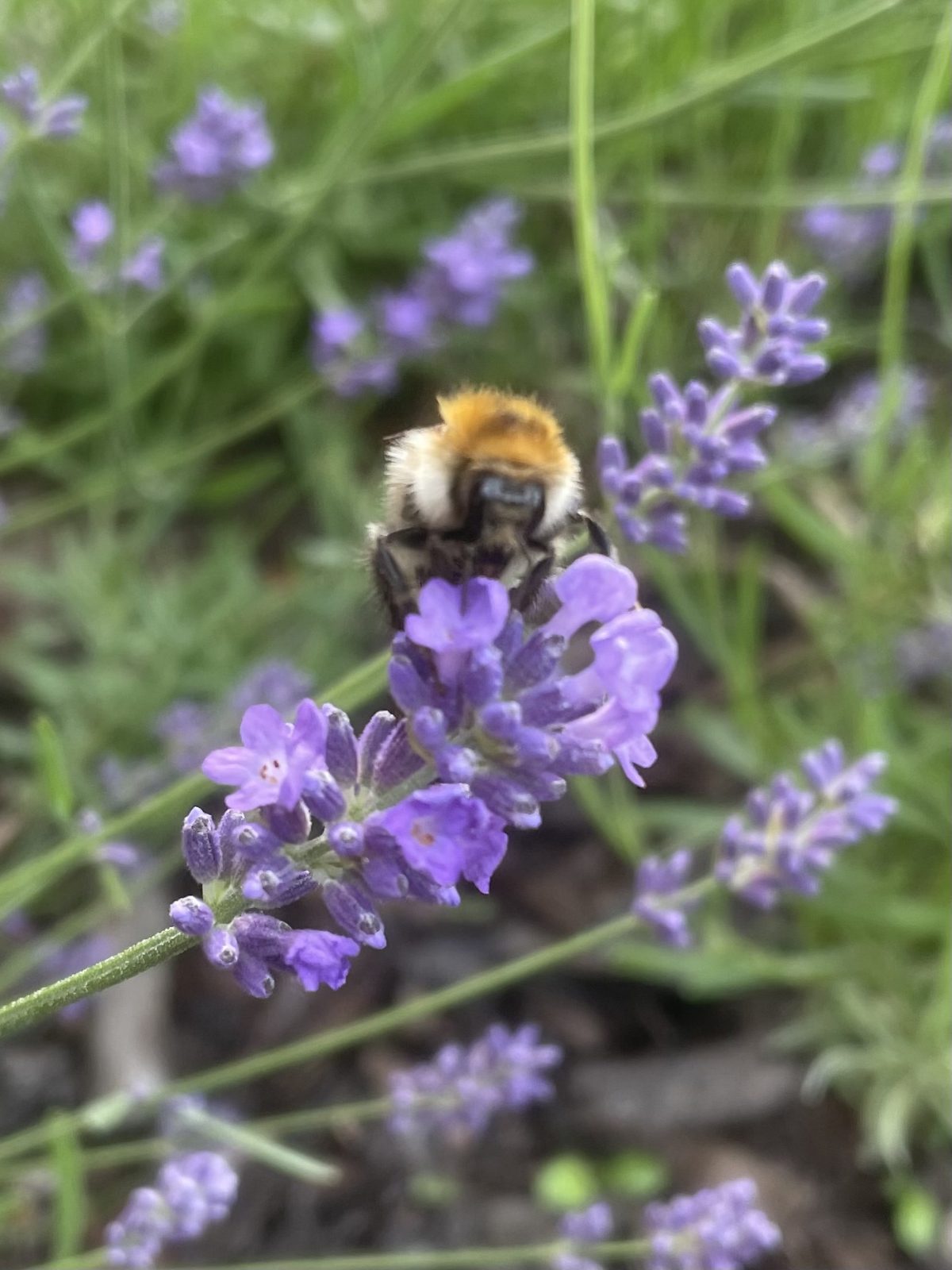 11AE9713-C3C5-4764-91A2-3903B5268E98