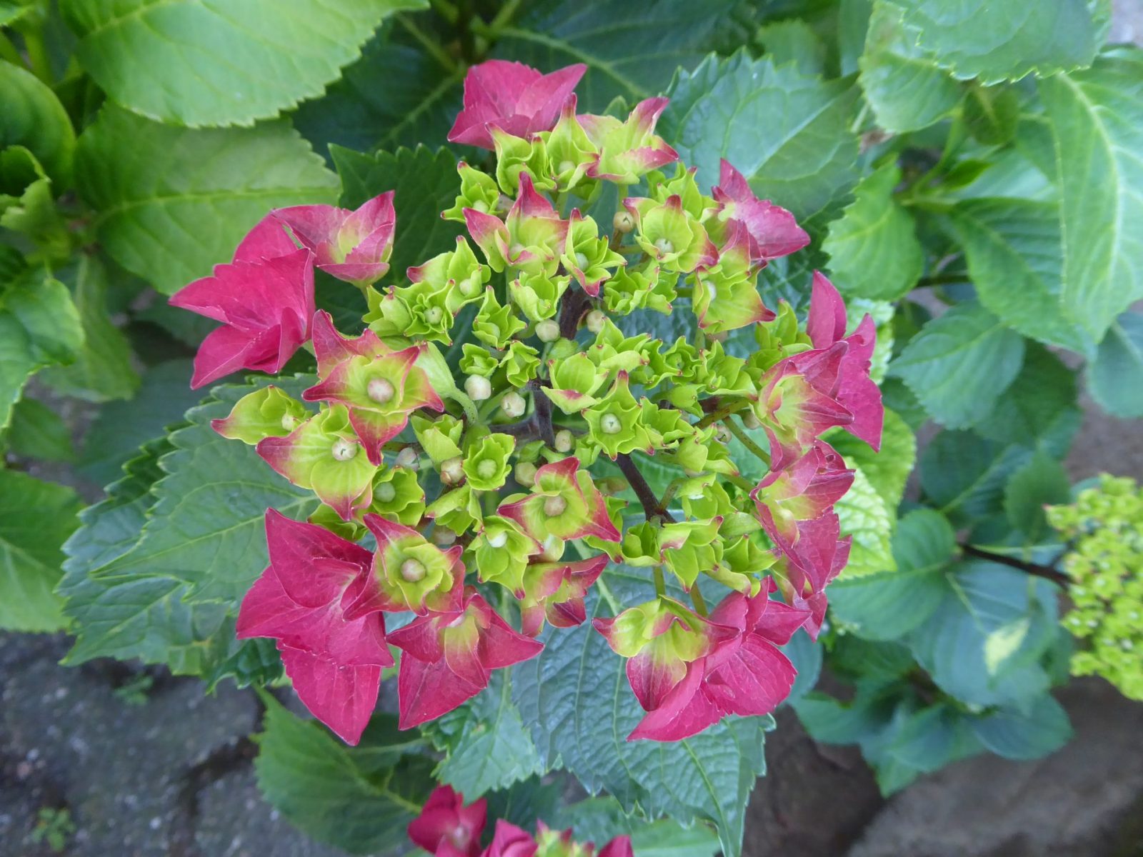 12.6.2022 bis 23. 6. Weeze (173)