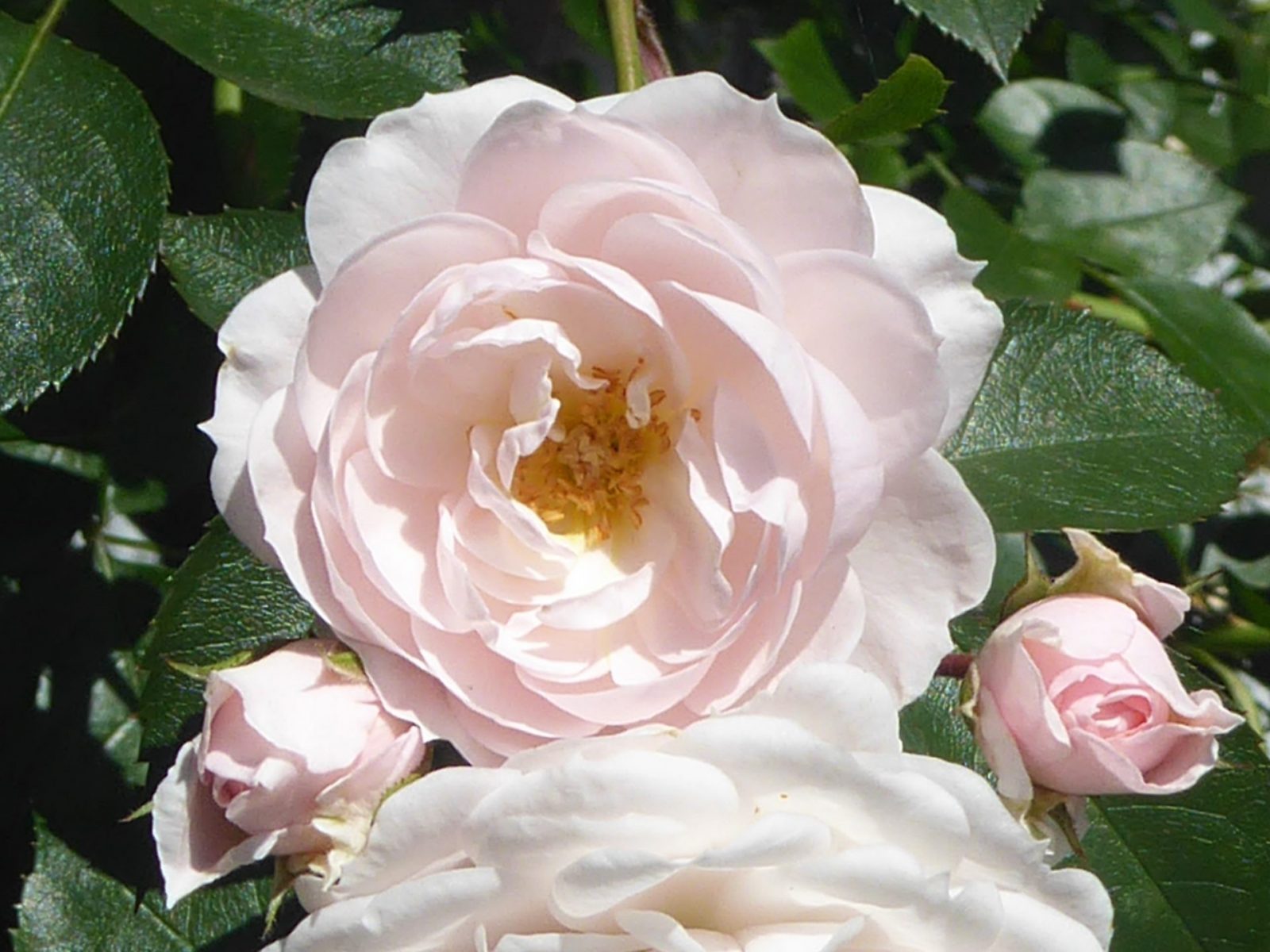 12.6.2022 bis 23. 6. Weeze (46)