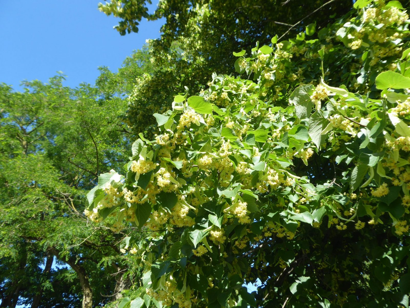 12.6.2022 bis 23. 6. Weeze (85)