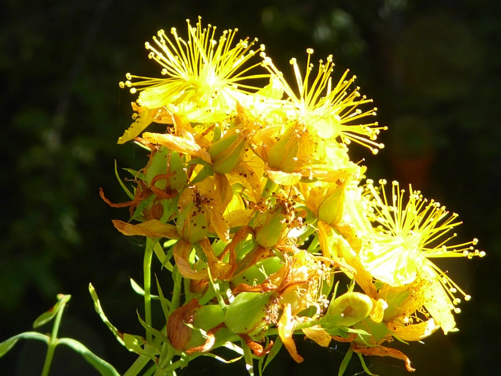 12.7.2022 Edi & Rolande (13)