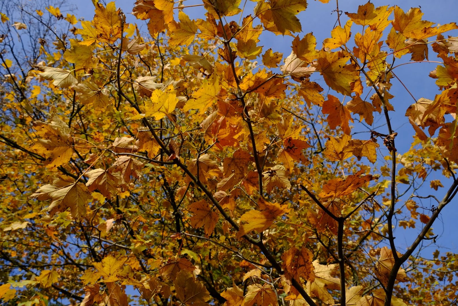 120278263_763449771167889_2638567688537542_o