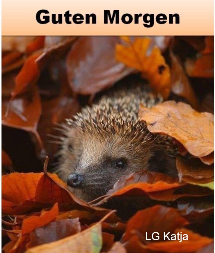 120832820_3394069314005013_8397760499189972123_n.jpg Herbst