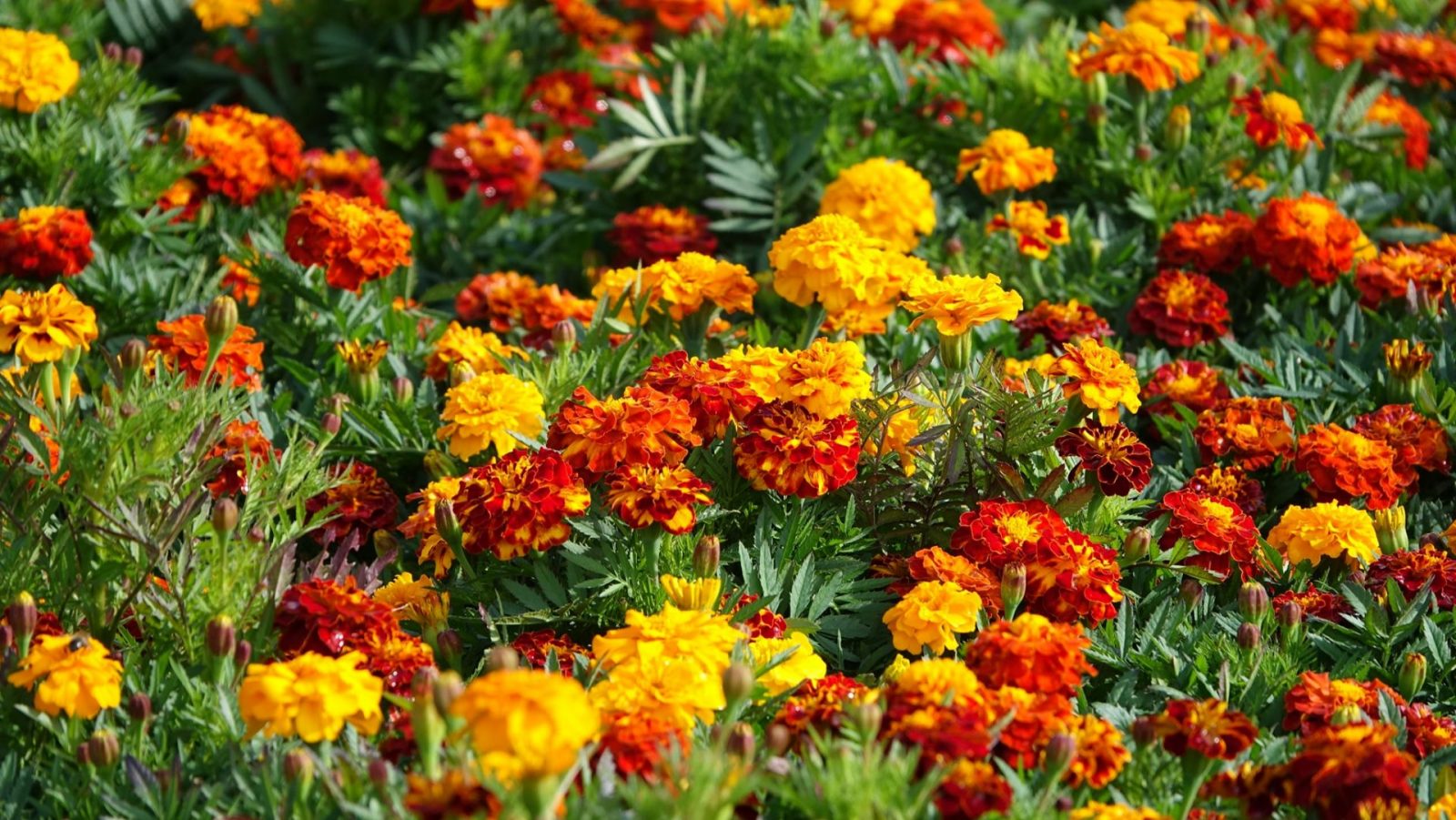 121031799_770093173836882_8861220632507776487_o