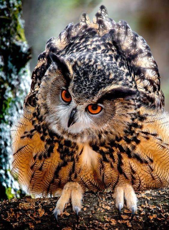 121093825_339951210402011_8755189623113365808_n