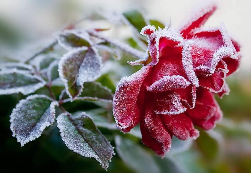 121674467_136829021496749_8227189218969475538_n