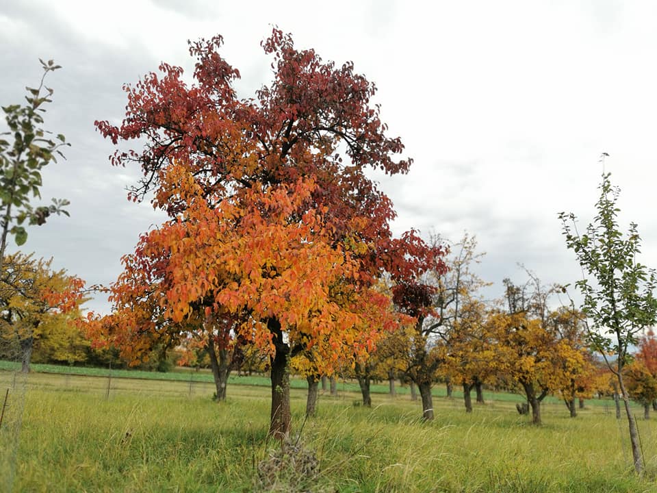 125002131_845490016278314_7949658651150739211_n