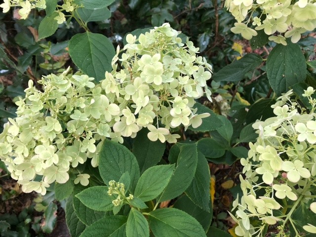 126518616_3165756430202883_3917715926600662007_n