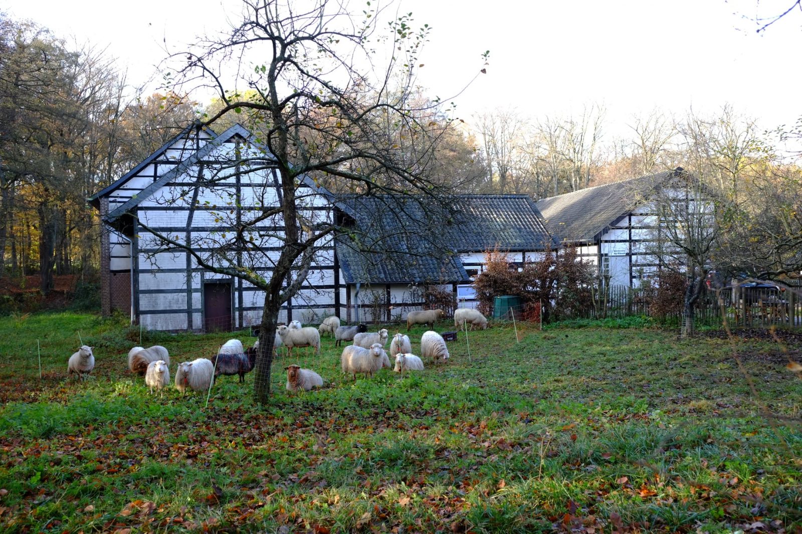 127233003_810518926460973_3822042970378942654_o