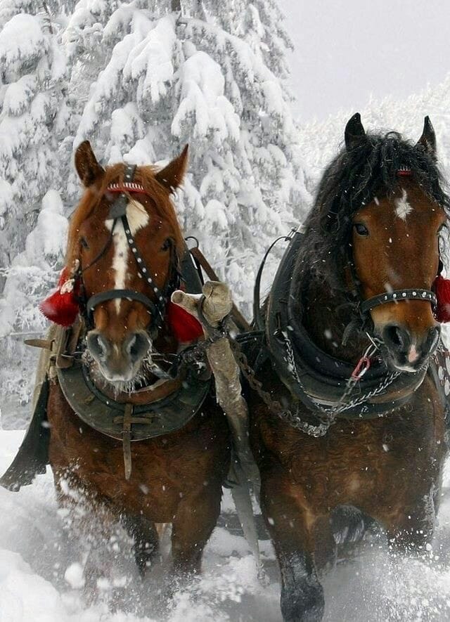 128156376_671453720157570_6538100564514640137_n