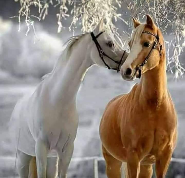 129762306_917061529033900_3169900672990600041_n