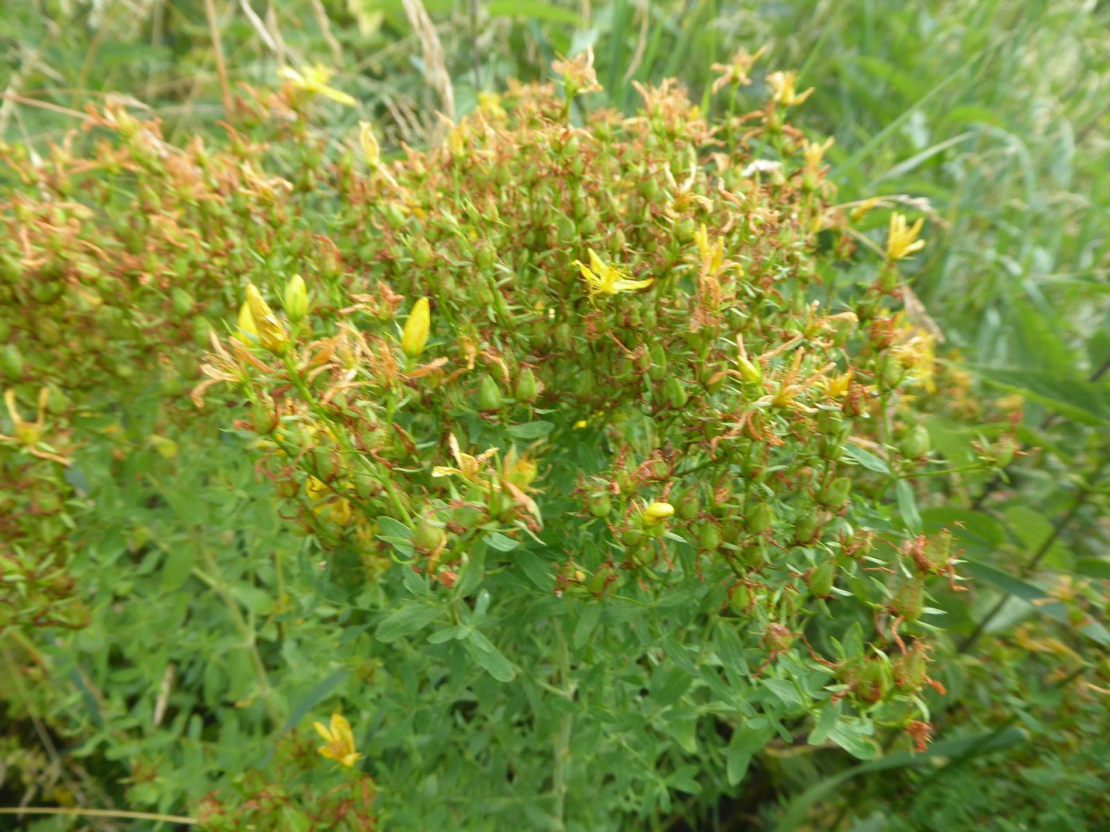 13.7.2022 Johanniskraut Ernte (2)