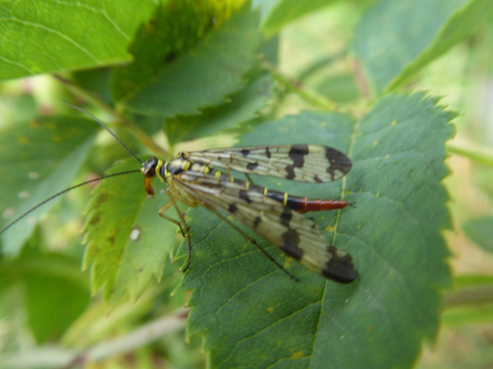 13.7.2022 Johanniskraut Ernte (4)