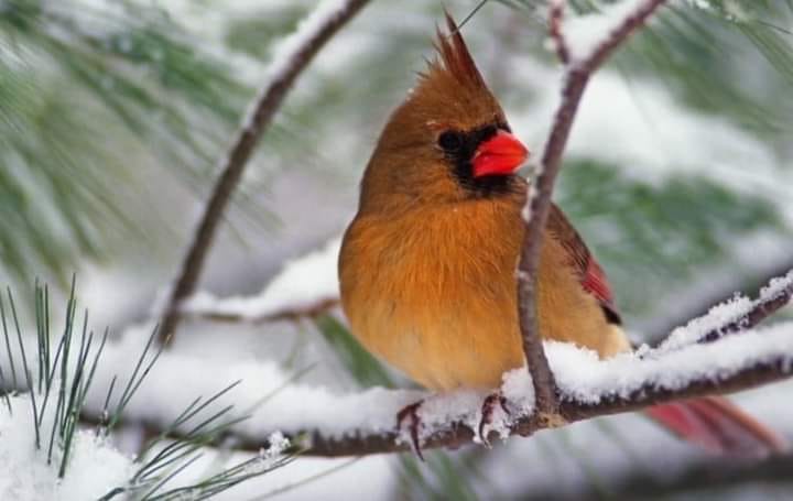 130666685_1065480333917321_5286134609809630190_n