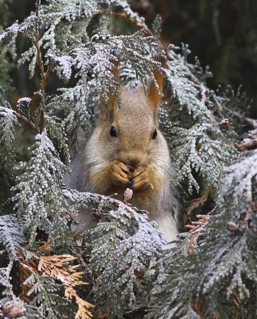 131290167_1308667706167633_2065439819142250054_o