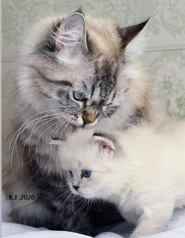 131326044_3583222048423071_2138574811382938614_n