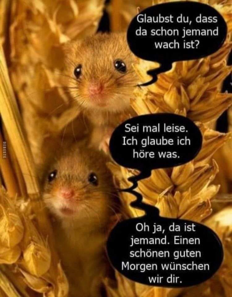 131817725_828716621319656_8999676941121432339_o.jpg Ernstl