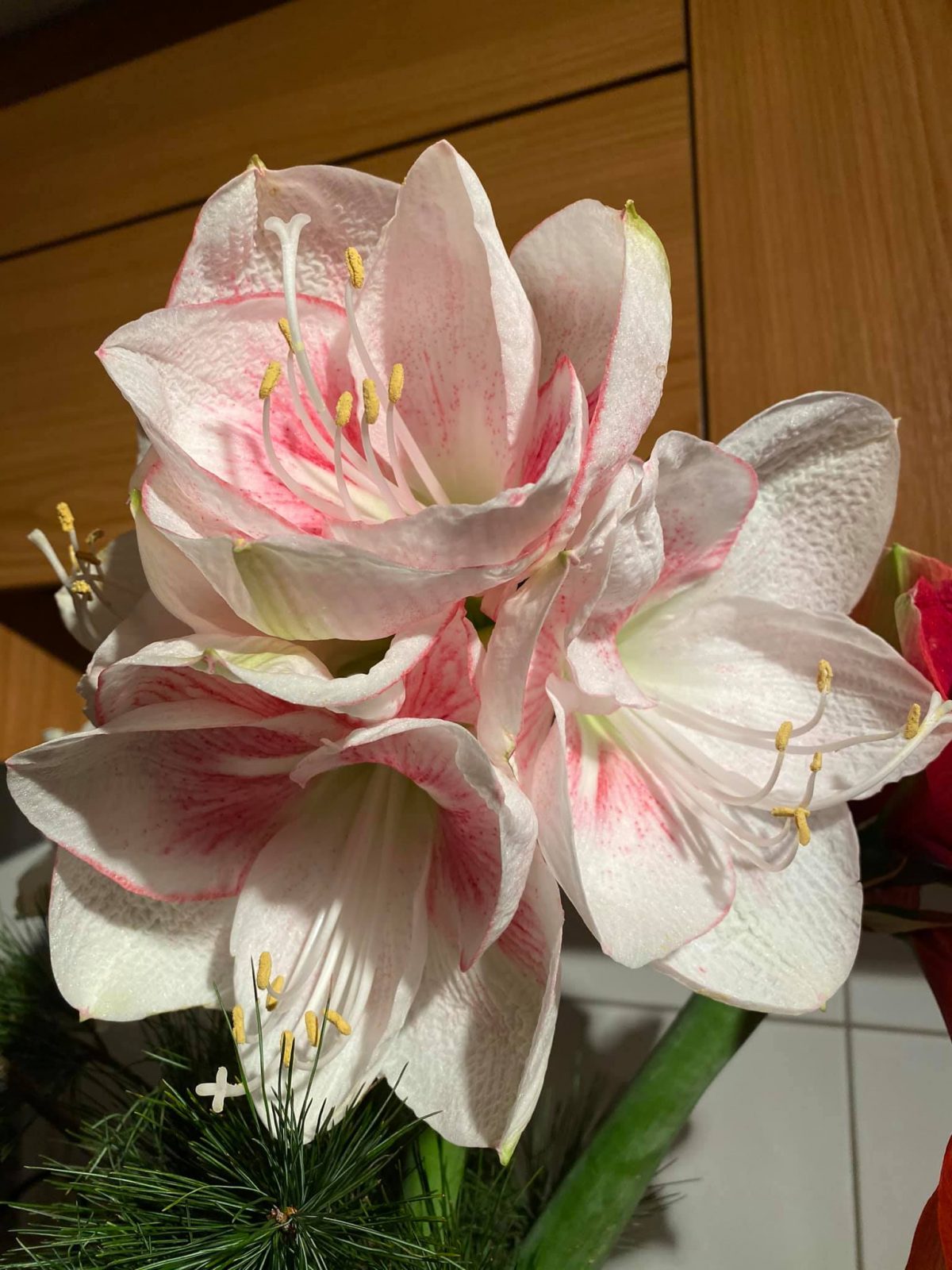 133717471_3938150436197364_6386825757752072107_o