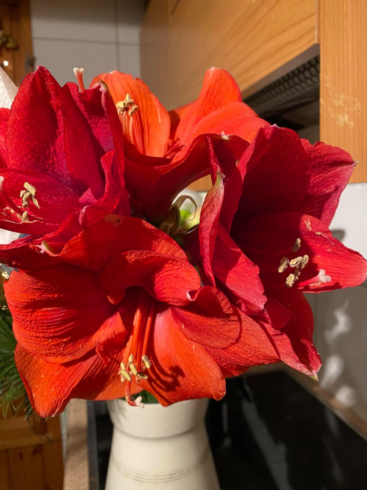 133808338_3938150282864046_6476667456396945942_o