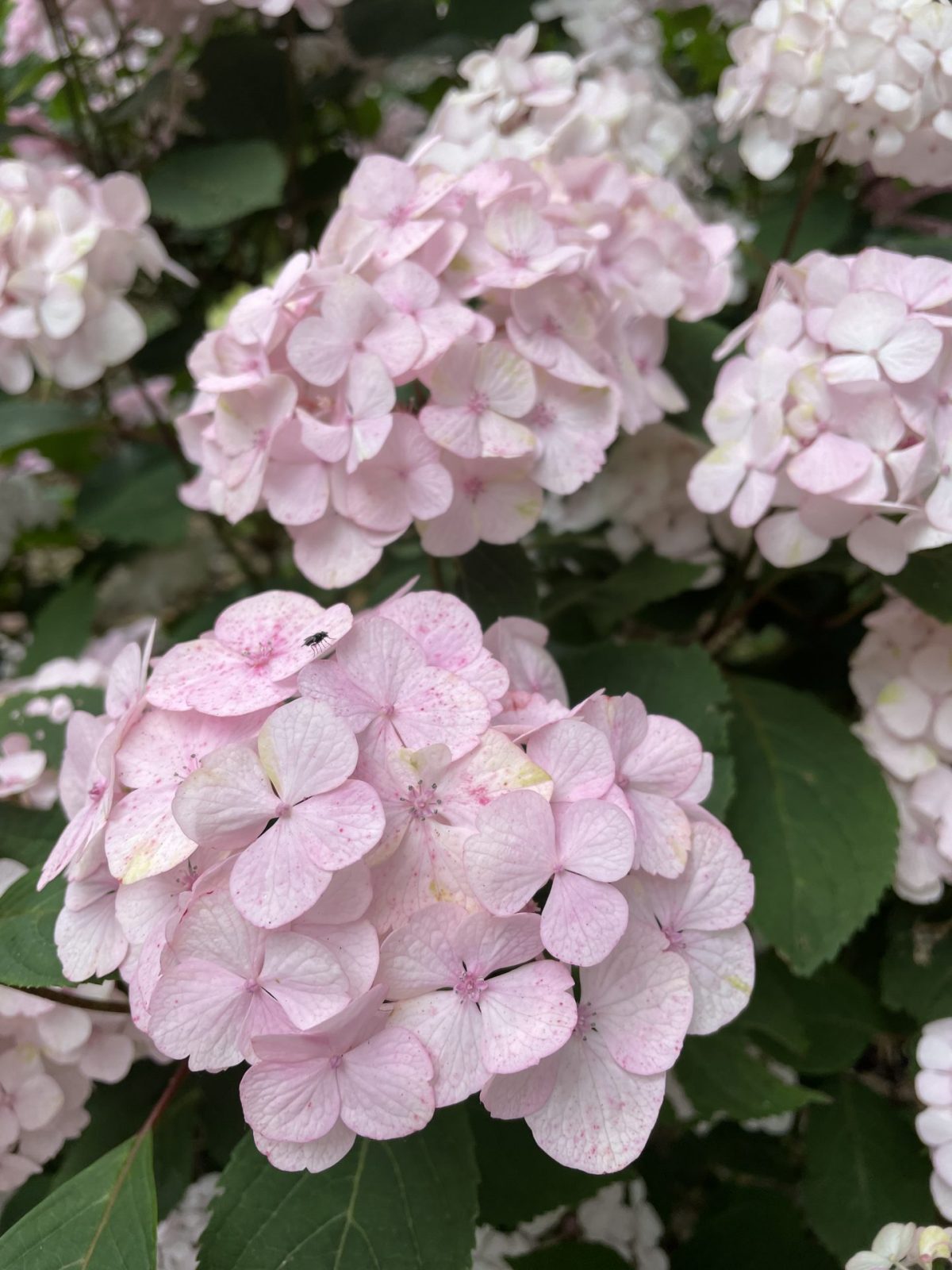 133DC510-139E-4D03-A5FC-9EB2CCFAA589