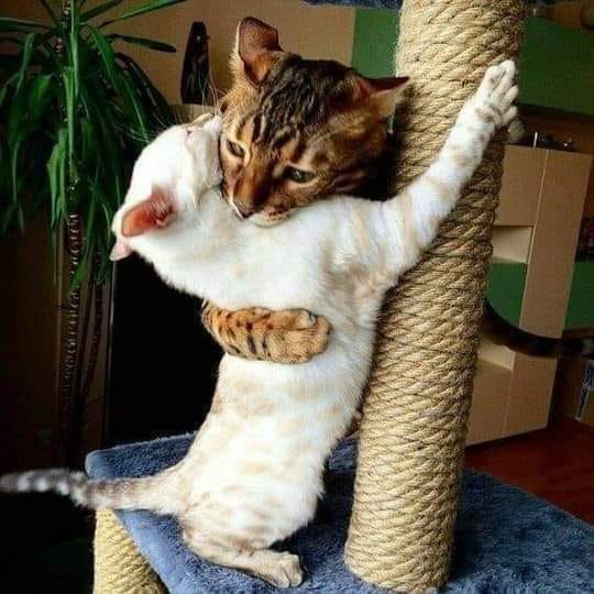 134651901_1351590775239833_5245565584338029733_n