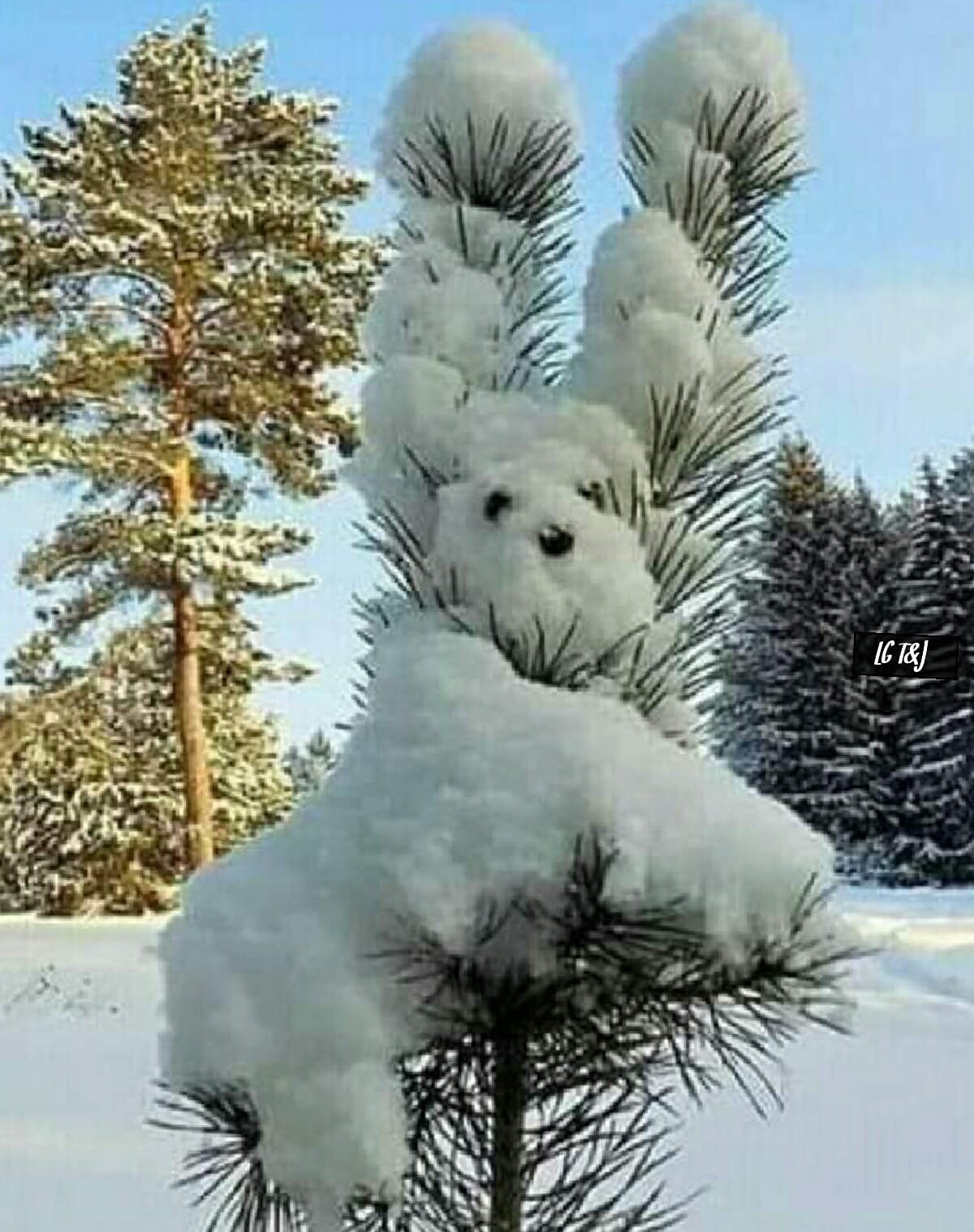 135184409_3657733540969384_697578306148159109_o