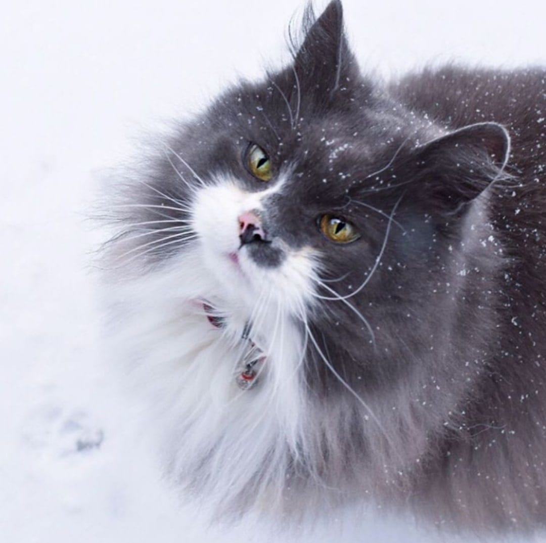 135664178_2223015941164499_7053154078194663696_o