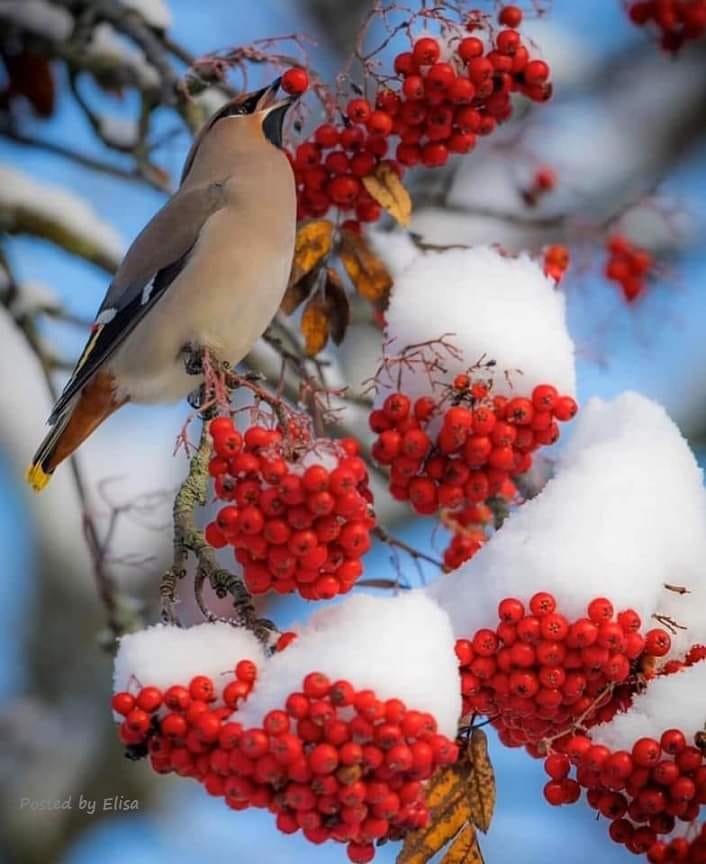 137059004_1083754358756585_4297115963301748323_n