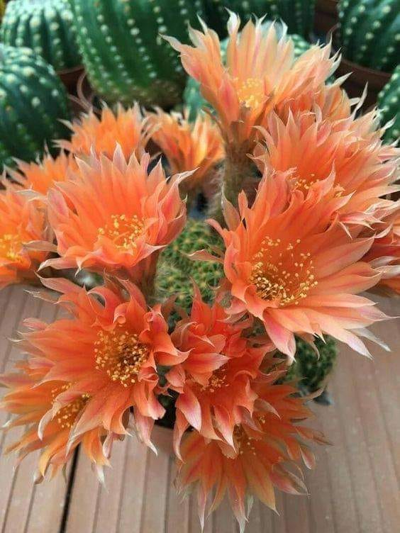 139168983_1092397321225622_6962126327096068379_n