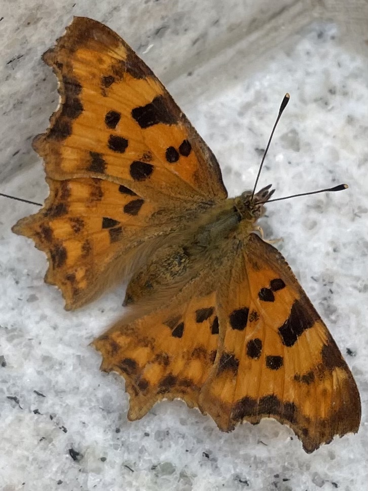 13F5BD33-68BA-4F47-A5EA-A9042C6E4780