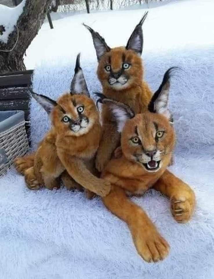 140410111_441867306852549_7060158089071385944_n