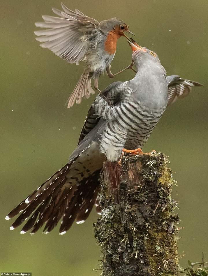 141283335_1096909164107771_5826950142733631342_n