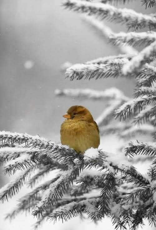 142406533_444490633256883_9033639863662530773_n