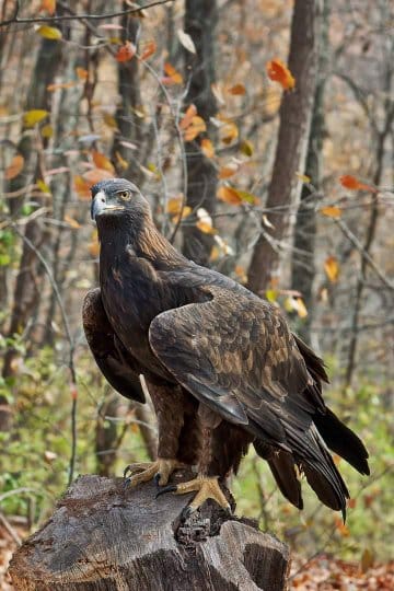 145024069_1102588966873124_661928223209909268_n