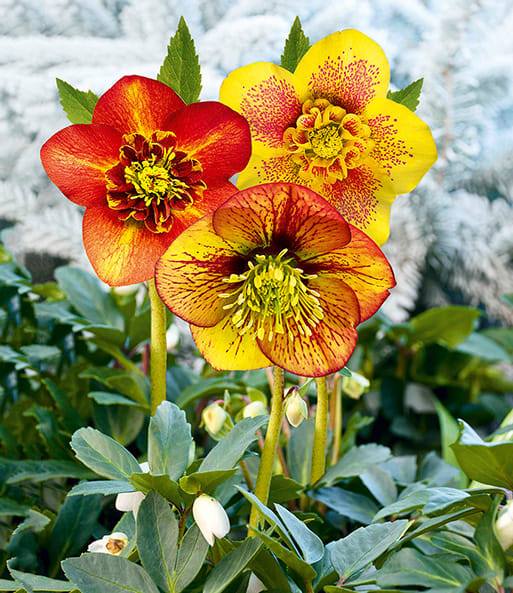 145282267_879584855941225_6109029642720334680_n