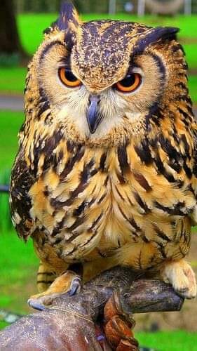 147155533_708676979768577_9011333576745339211_n