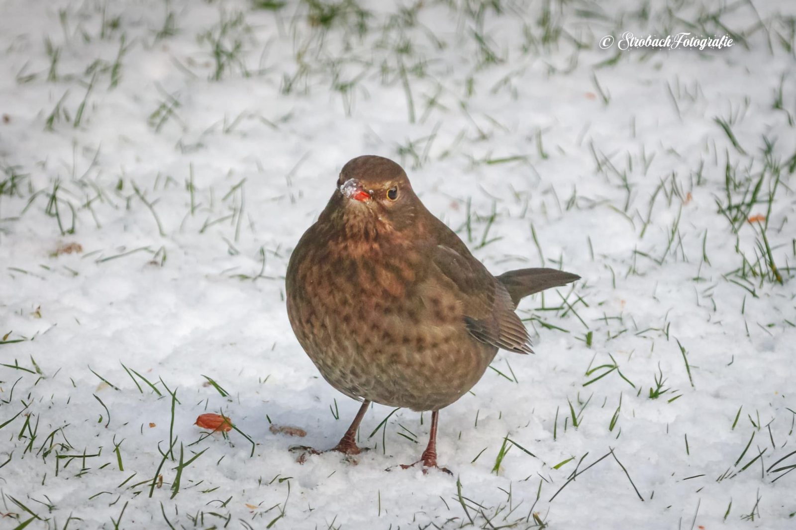 148940987_720666795258266_7830991549016552751_o