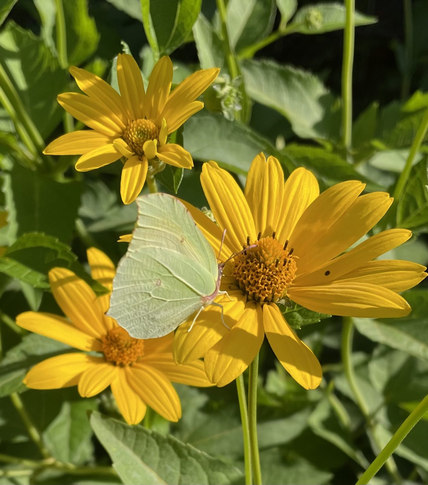 14C42A31-D362-43CD-A4A6-5EB53C1041CB