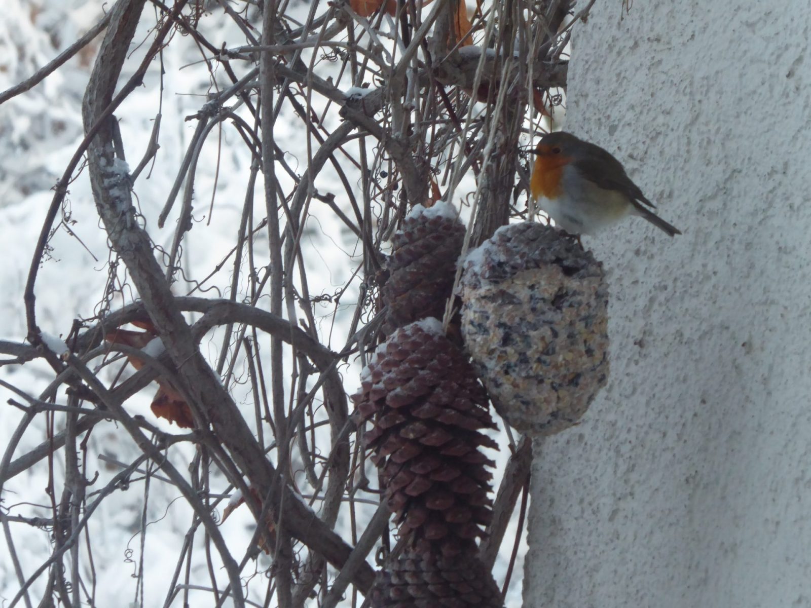 15.1.2021 Nacnmittag.. (27)