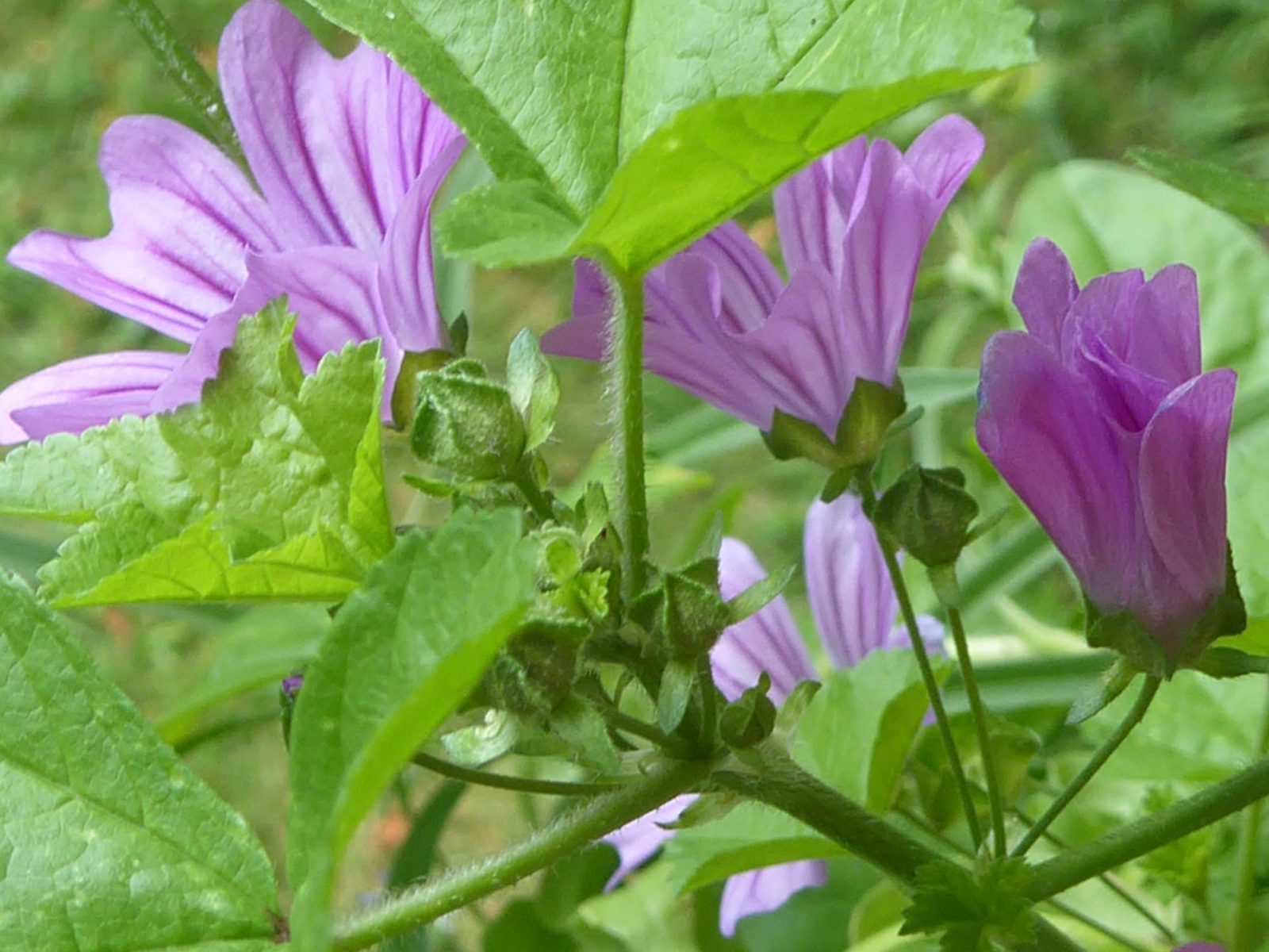 15.8.2022 Montag endlich Regen (9)