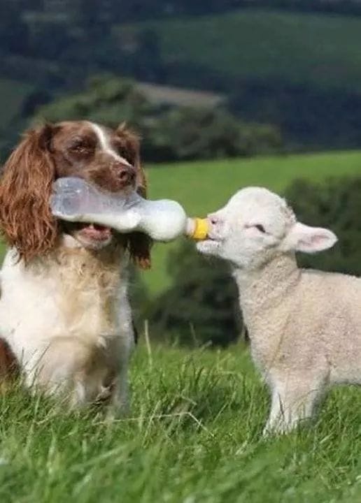 150904515_434645024531078_1502601912949152864_n