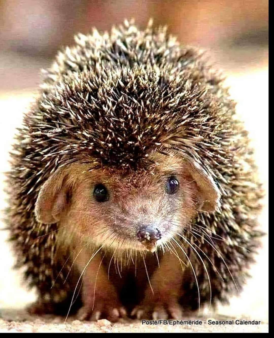 151067874_435148664480714_8414843855000666714_o