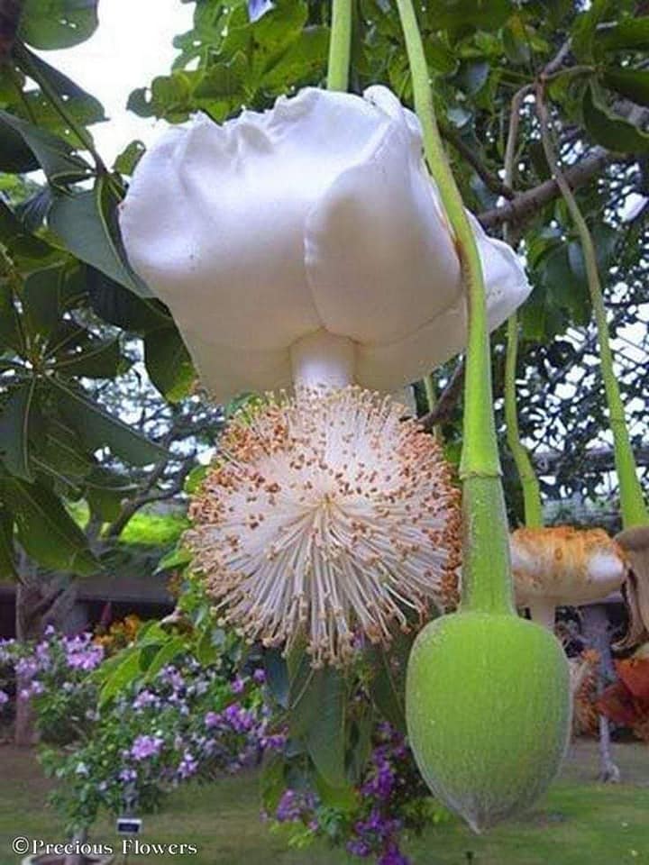 151826538_435150377813876_6984202953373395418_n