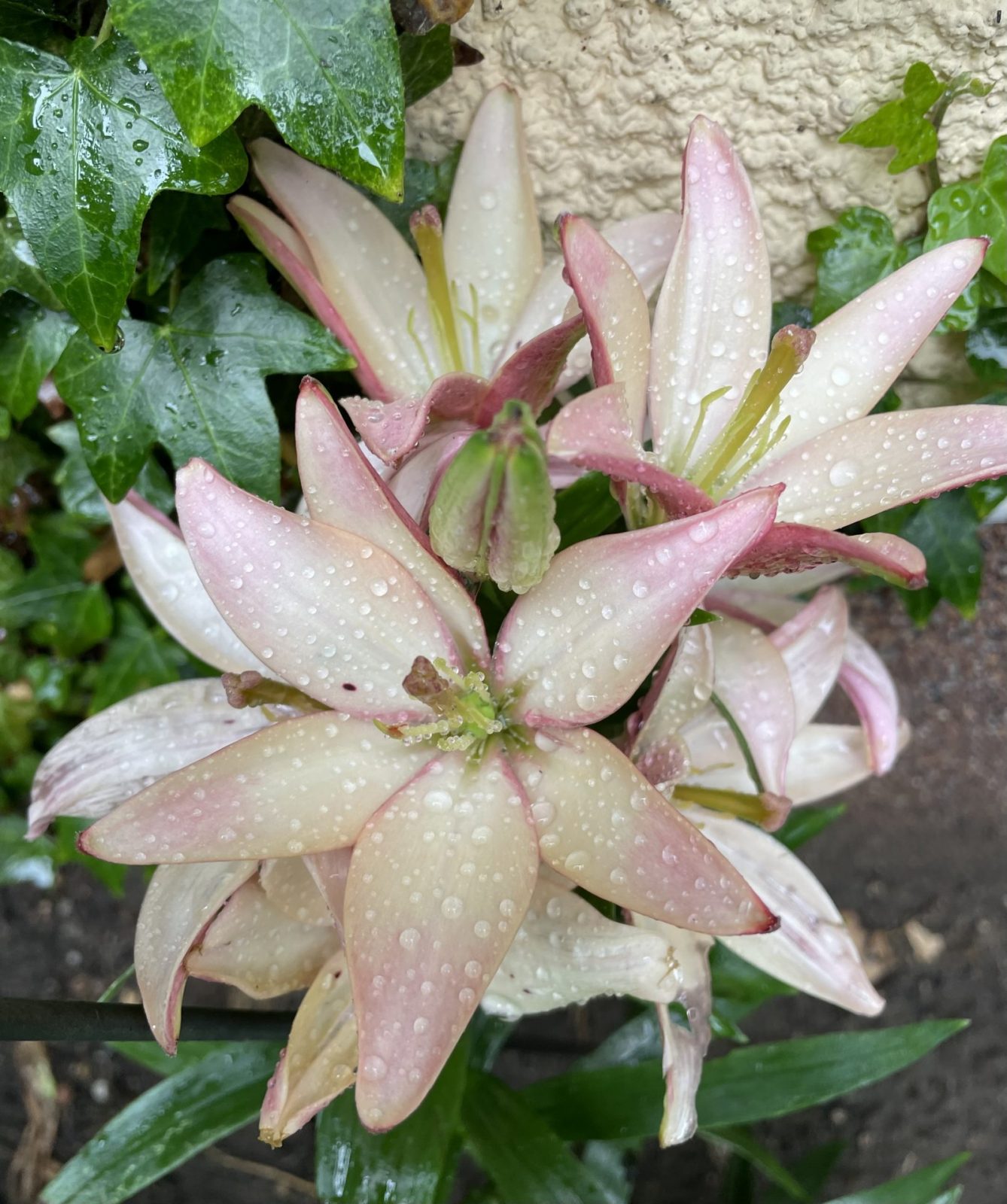 1524DAA9-F8A2-4197-8D2C-A8BF784AD3E4