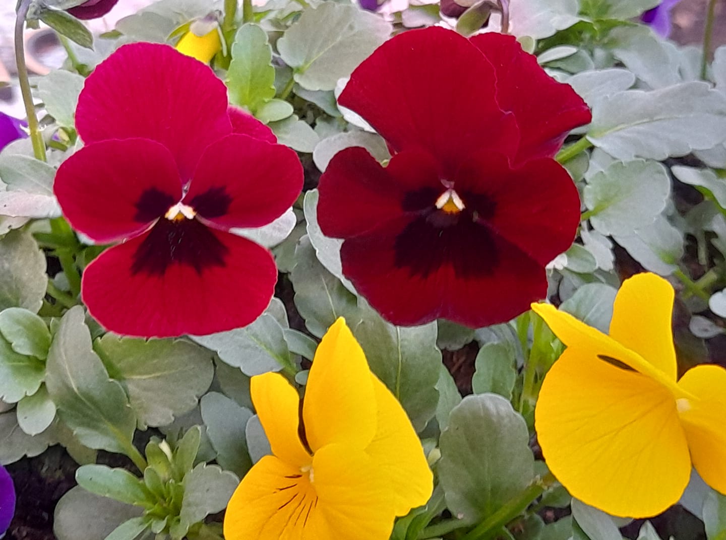 157338511_112135594233455_8128535973016770510_o